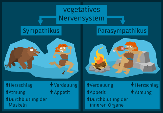 Vegetatives Nervensystem - sofatour.com